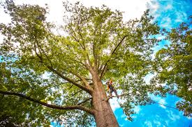 Why Choose Our Tree Removal Services in Whitmore Lake, MI?