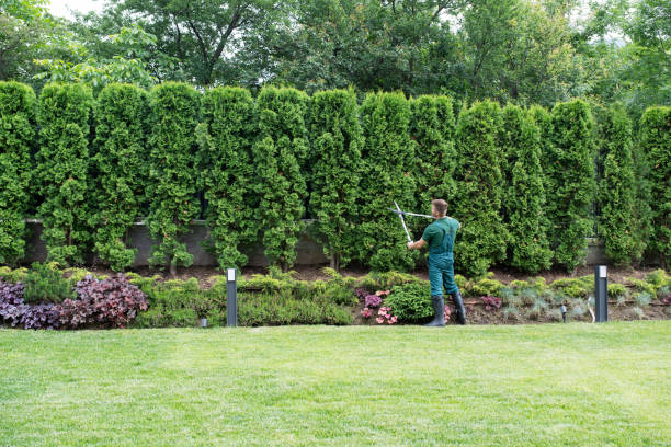 Professional  Tree Services in Whitmore Lake, MI